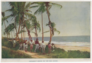 COCOANUT GROVE ON THE SEA SHORE (CUBA)